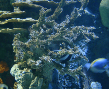 其专利多层流体动力学模拟系统能将造浪能耗降